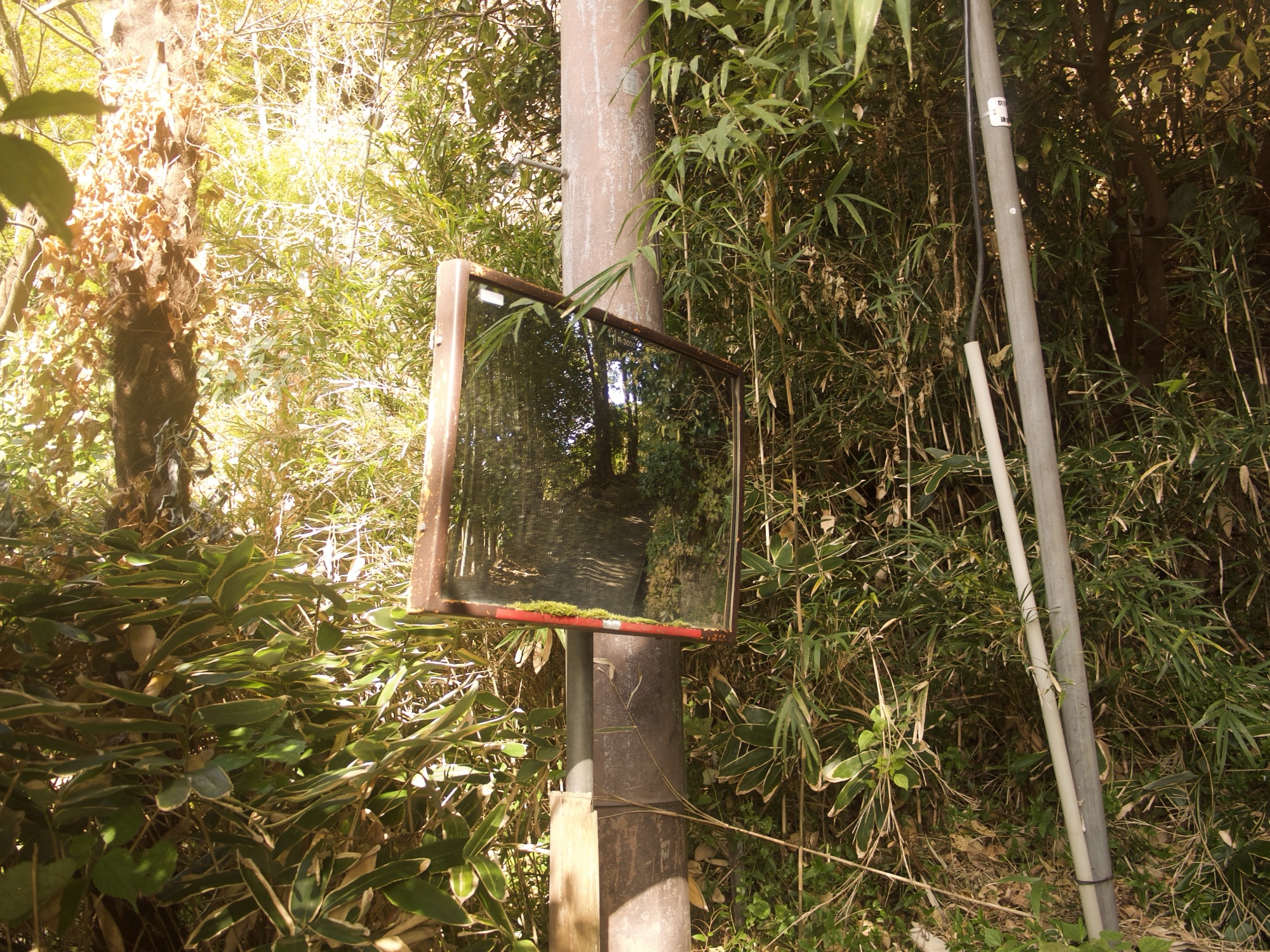 “Why did you refer to yourself as Hafu?”